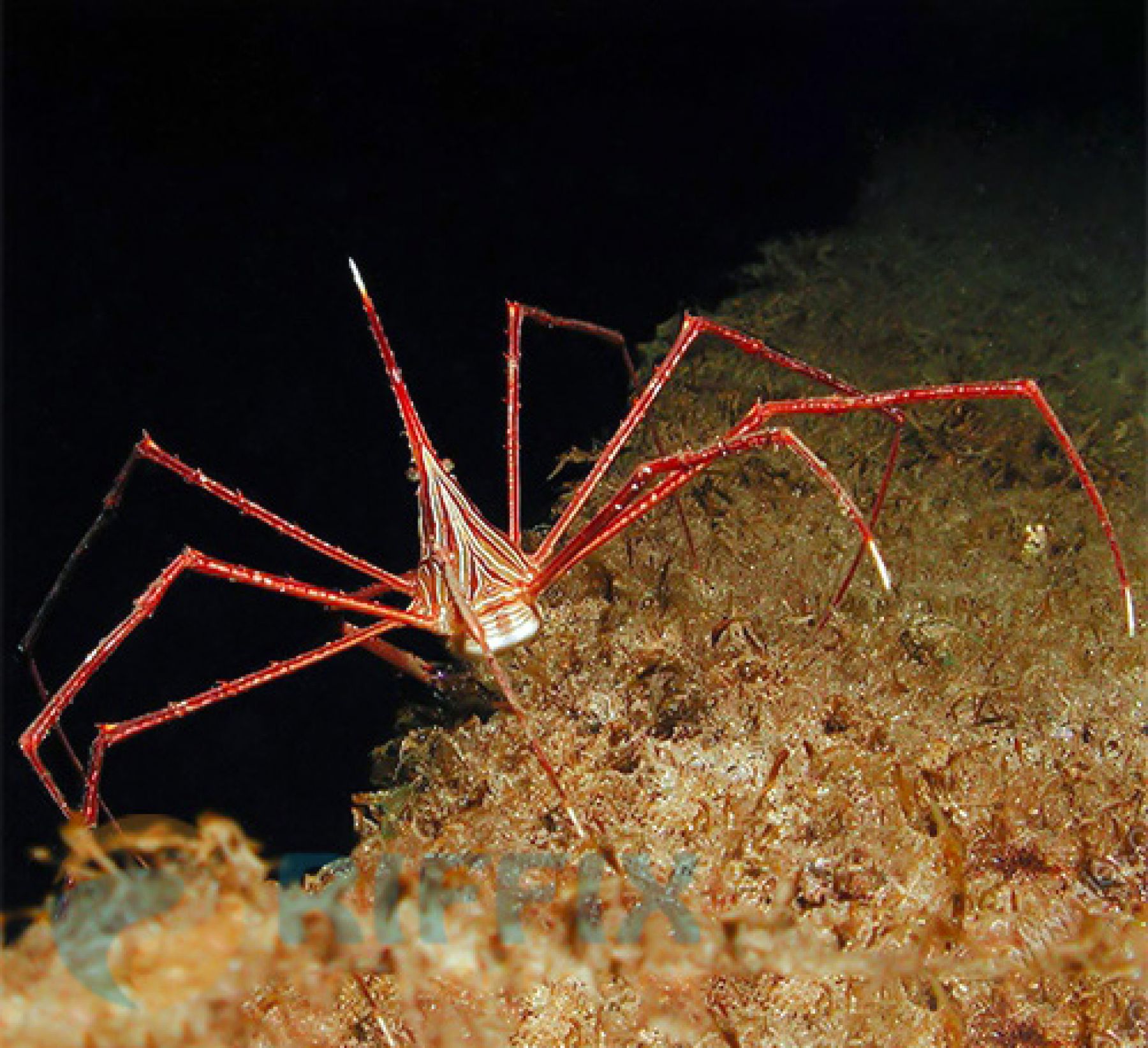 Stenorhynchus seticornis Karibische-Pfeil-Gespensterkrabbe, Gelblinien-Pfleilkrabbe, Westatlantische Pfeilkrabbe